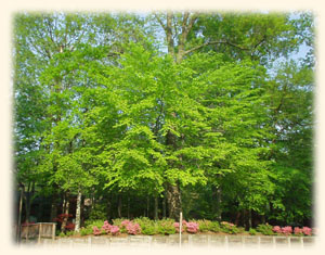 American Beech Tree and Azaleas in Spring