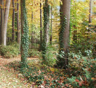 Great Oaks